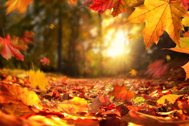 Золотая осень в Павловском парке
